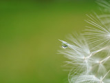 Fototapeta Sypialnia - feather on green background