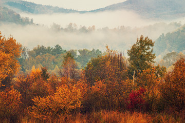foggy autumn landscape