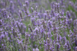 Fototapeta Lawenda - lavender bush on the field