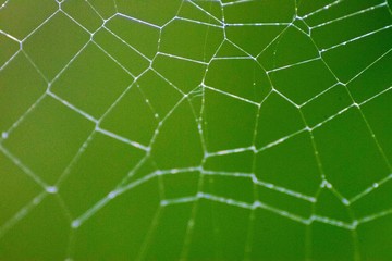 Spider web