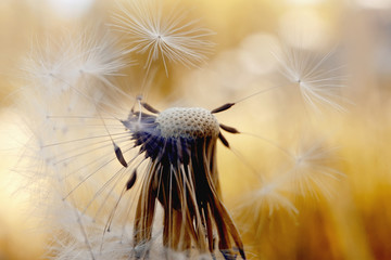 Wall Mural - Autumn flower of a dandelion.