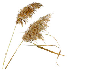 Dried reed heads isolated on white background