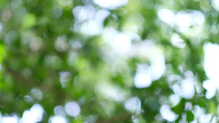 bokeh background, green leave blur background