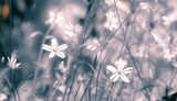 Fototapeta Dmuchawce - Background - fuzzy forest flowers