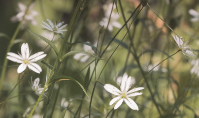 Background - fuzzy forest flowers