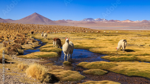 Fotomural Lama standing in a beautiful South American altiplano landscape