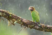 Brown-hooded Parrot On Branch In Rain