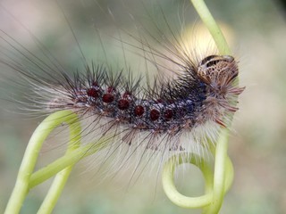 small caterpillar on the plant