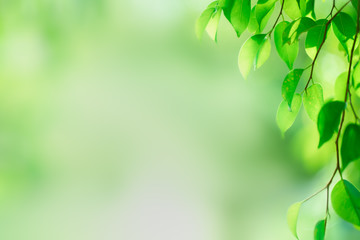 Green leaf on blurred greenery background. Beautiful leaf texture in nature. Natural background. close-up of macro with free space for text.