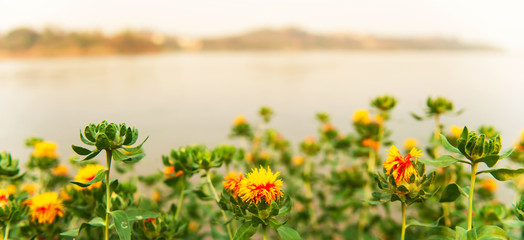 Wall Mural - Blooming yellow red flower field on the riverbank.