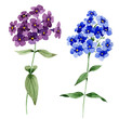 Phlox floral botanical flowers. Watercolor background illustration set. Isolated phlox illustration element.