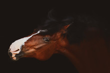 Portrait Of Funny Horse Isolated On Black Background