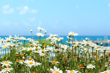 Daisy Flowers On A Background Of The Sea And Blue Sky.