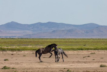 Poster - Wild Horse Stallions Fighting in the Desert