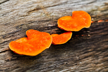 mushroom on wood