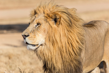 Wall Mural - old captive male lion