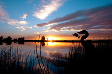 Silhouette Of An Egret In Front Of A Beautiful Sunset