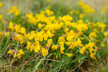 Delicate Small Yellow Wildflowers In A Meadow Among Green Grass Close; Blurred Background, Wallpaper