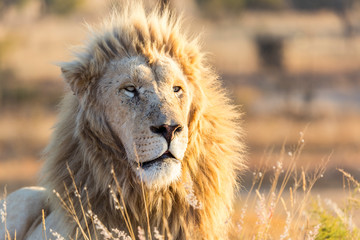 Wall Mural - captive male white lion