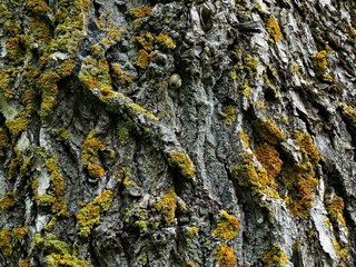 bark of a tree