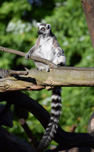 Ring-tailed Lemur Wildlife 