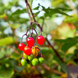 The poisonous red orange and green berries of Bittersweet or climbing nightshade (Solanum dulcamara) growing through many hedgerows in the Annan area