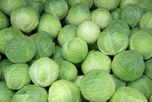 Fresh Cabbage From Farm Field. Vegetarian Food Concept.