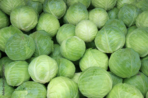 Fresh cabbage from farm field. Vegetarian food concept. Poster Mural XXL