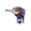Watercolor illustration of a cormorant bird. Hand drawn portrait of a waterfowl bird, isolated on white background.