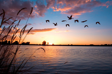 geese flying over a beautiful sunset.