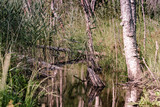 Fototapeta  - Stare powichrowane drzewa nad strumykiem