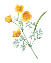 Branch With Golden California Poppy Flower (Eschscholzia Caespitosa, California Sunlight, Tufted And Foothill Poppy). Watercolor Hand Drawn Painting Illustration, Isolated On White Background.