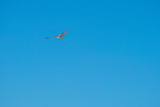 Fototapeta Na sufit - flying in the sky