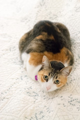 Wall Mural - tortoise shell cat curled up on a blanket