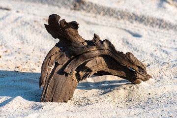 Sticker - old tree snag on the beach