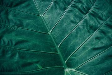 Close-up foliage of tropical leaf in dark green texture,  abstract nature background.