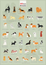 40 Dogs In Action Illustration Set