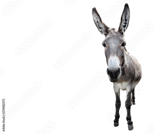 Cuadros en Lienzo Donkey full length isolated on white