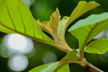 Canvas Print - The leaves of the teak tree, which, if observed well, will see small hairs covering the entire leaf.