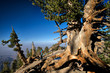 Hikers Near 1500 Year-Old Limber Pine Wally Waldron Tree