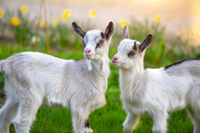 Two White Baby Goats Standing On Green Lawn