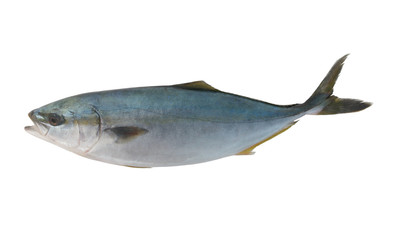 Yellowtail amberjack fish isolated on white background.