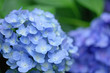 紫陽花　青い花