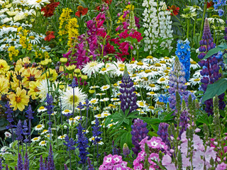 Close up of a colourful flower border with mixed planting including Lupins, phlox and Leucanthemums