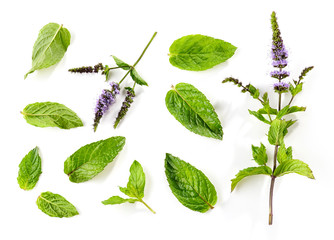 Poster - fresh mint leaves and blooming mint flower