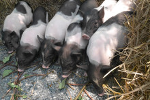 Five Small Piglet In The Farm