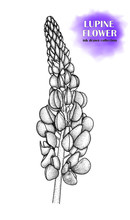 Ink-drawn, Hand-drawn Sketch Of A Lupine (Lupinus) Flower On A White Background. Vector EPS 10.