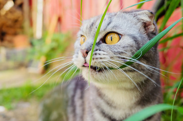 Funny Scottish Fold cat eats grass. Muzzle close up. Gray striped cat. The concept of obtaining vitamins by pets, walks of animals.