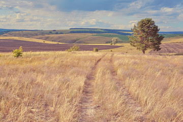 Wall Mural - central russia agricultural countryside with hills and country road. summer landscape of the samara 
