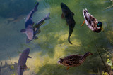 Fototapeta  - fishes and ducks